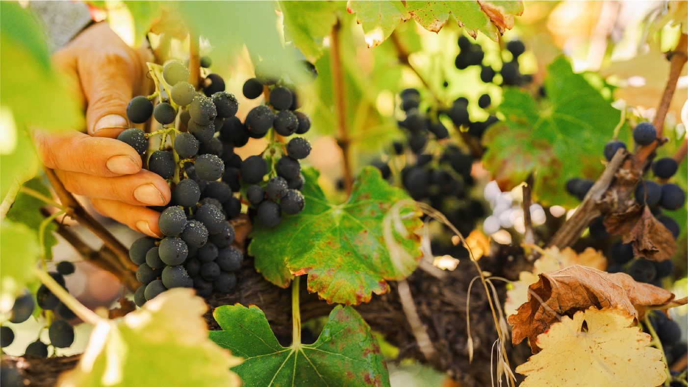 Cosecha manual de uvas