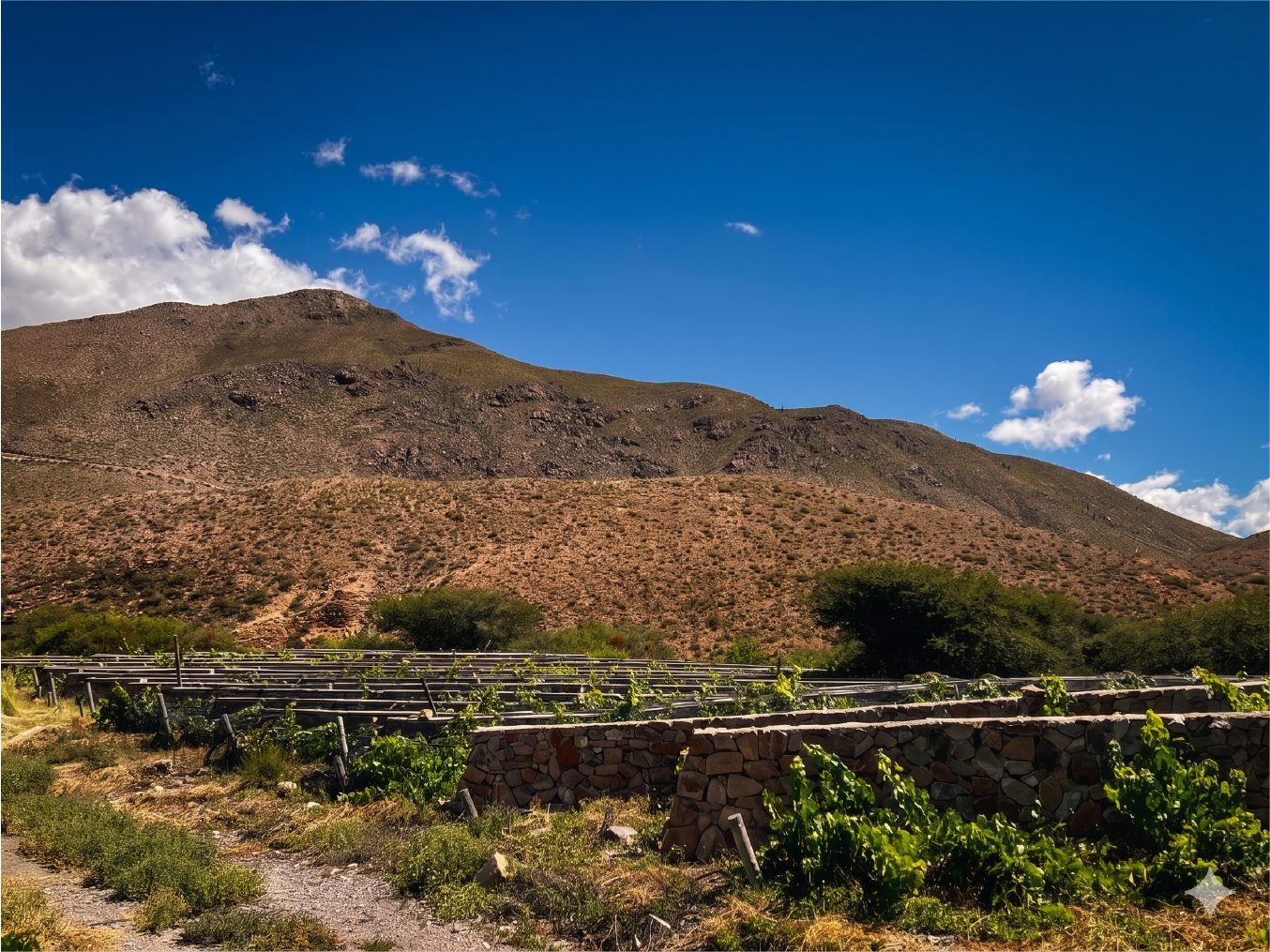 Viñedo de altura en Chucalezna, Quebrada de Humahuaca