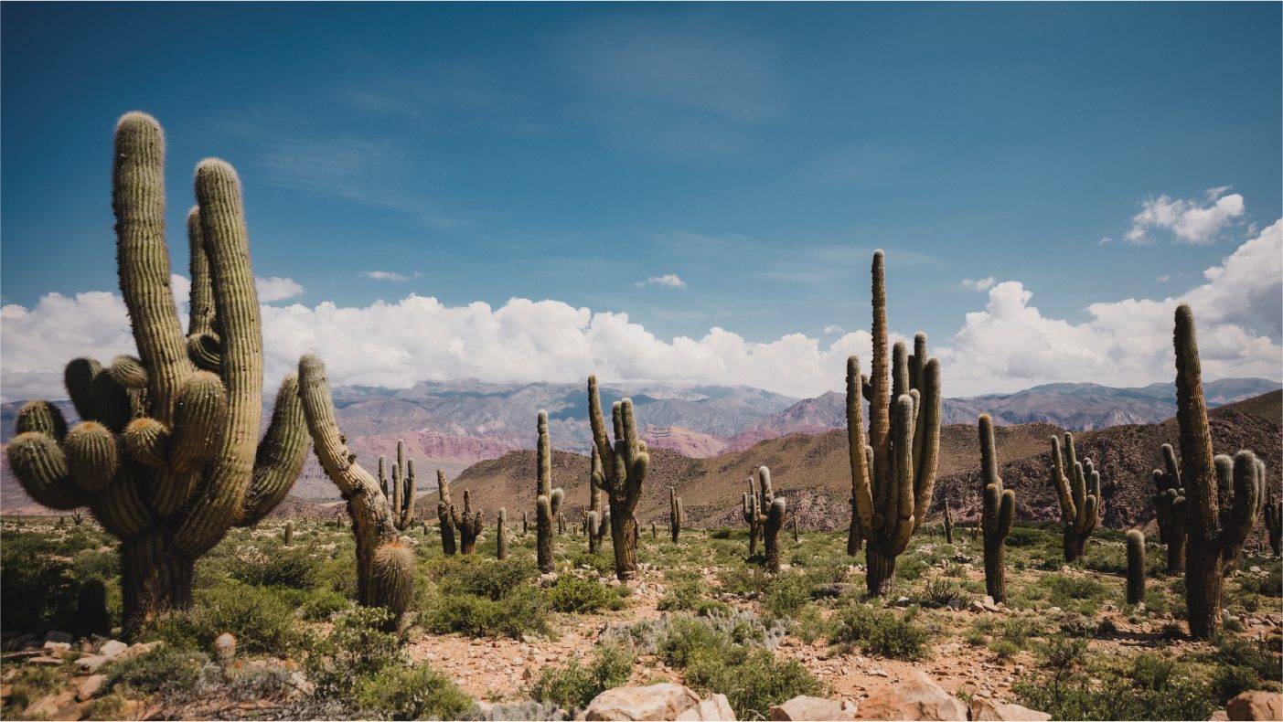 Cardones y cerros de colores en la Quebrada de Humahuaca