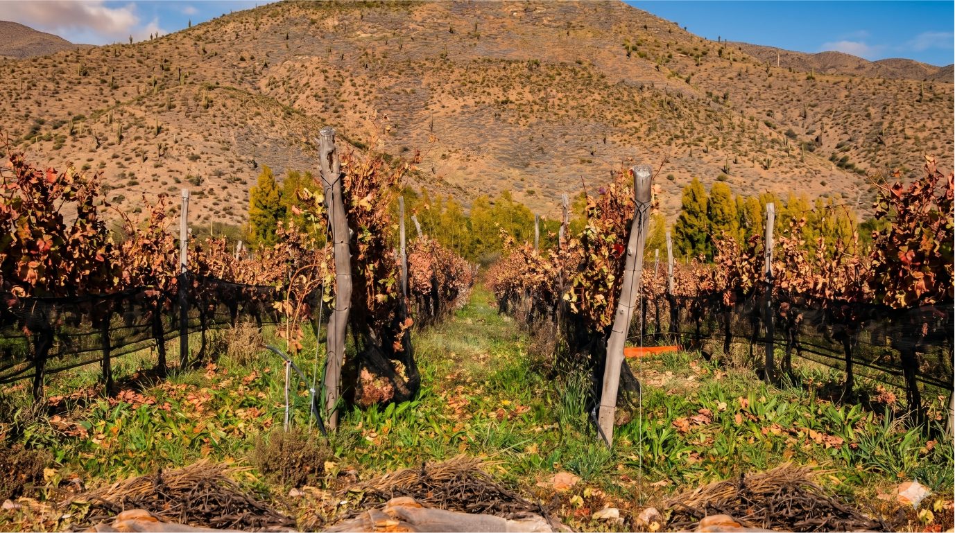 Recorrido entre hileras del viñedo